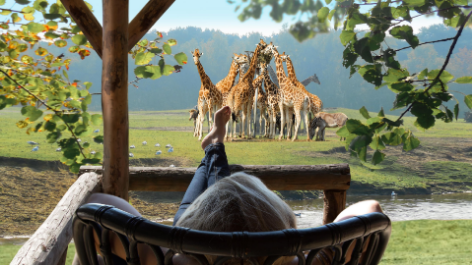 aanbieding-Safari Resort Beekse Bergen-boeken